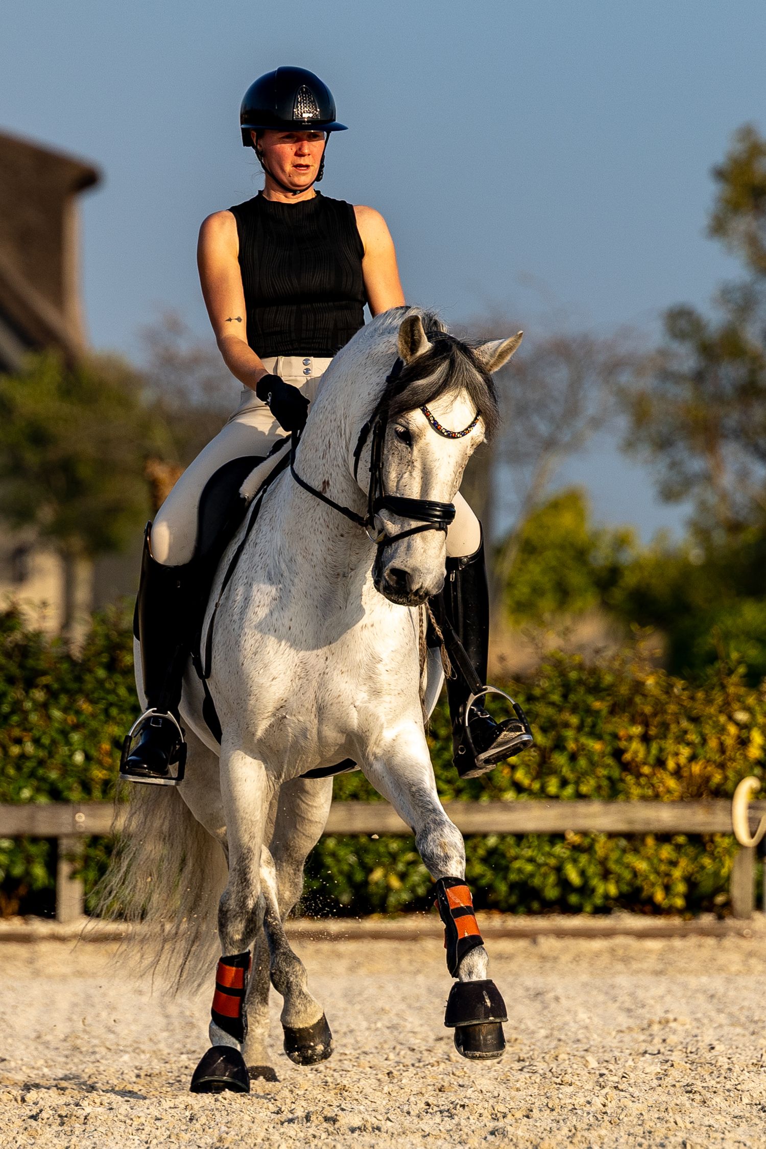 A female equestrian in a black helmet rides a white horse in an outdoor dressage arena during golden hour.