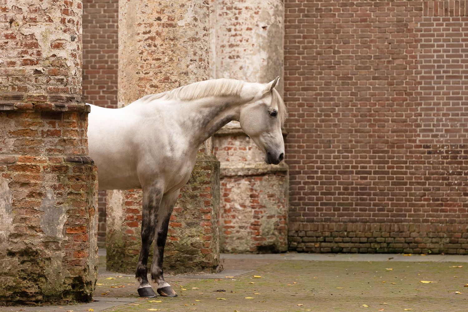 Een schimmel ruin poserend in de oude kerk in Dongen