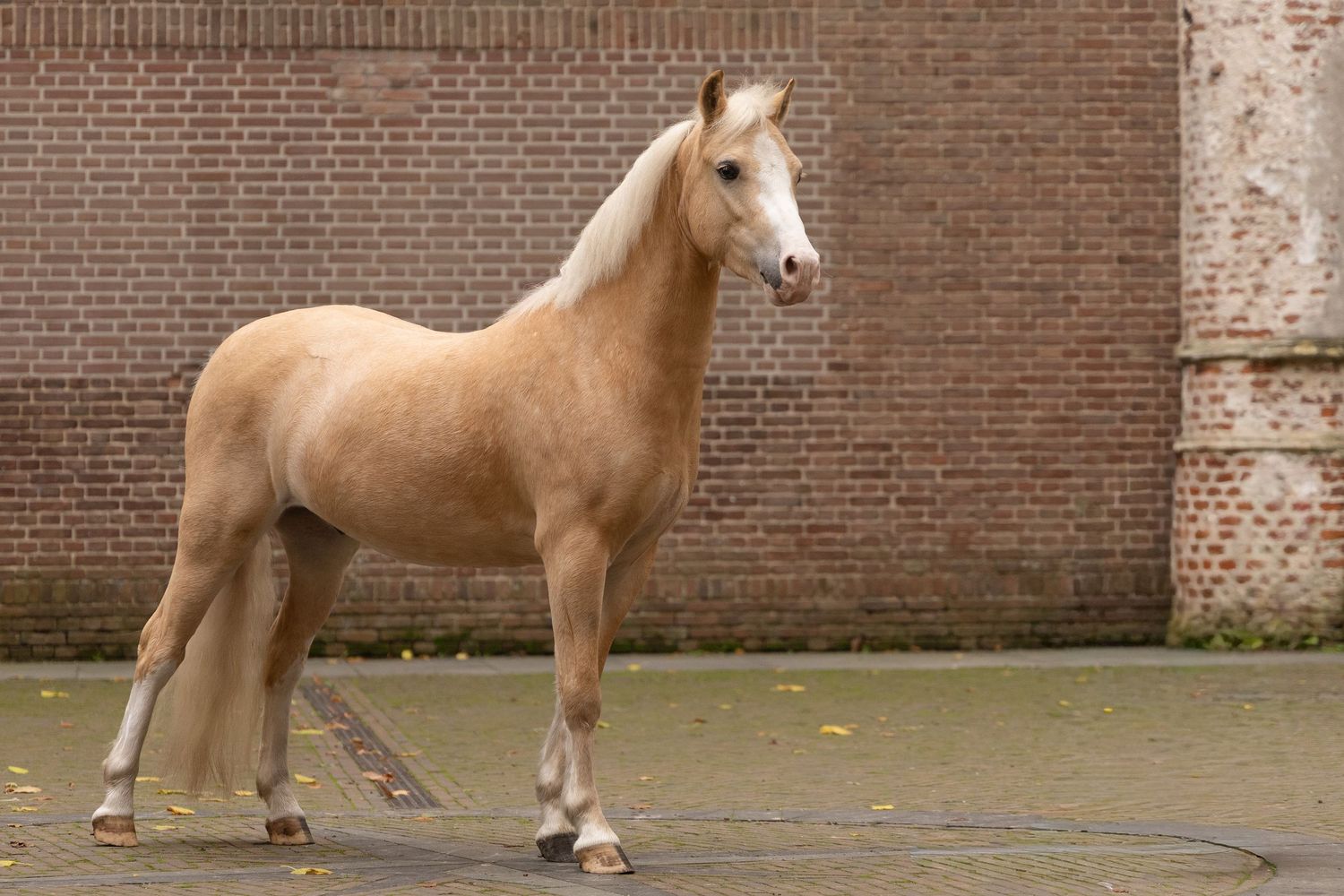 Een Palomino pony poserend in de Oude kerk in Dongen
