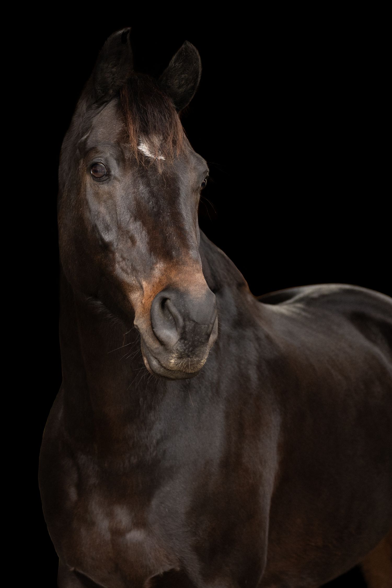 Blackfoto close up van een donker bruine kwpn ruin