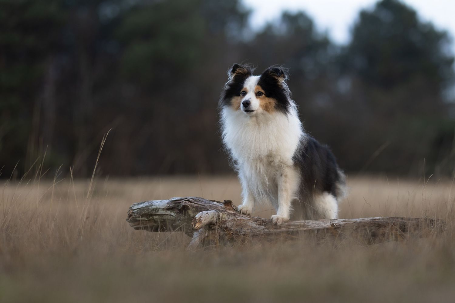 Shelty staat met de voorpoten op een boomstronk uit te kijken over de Loonse en Drunense duinen