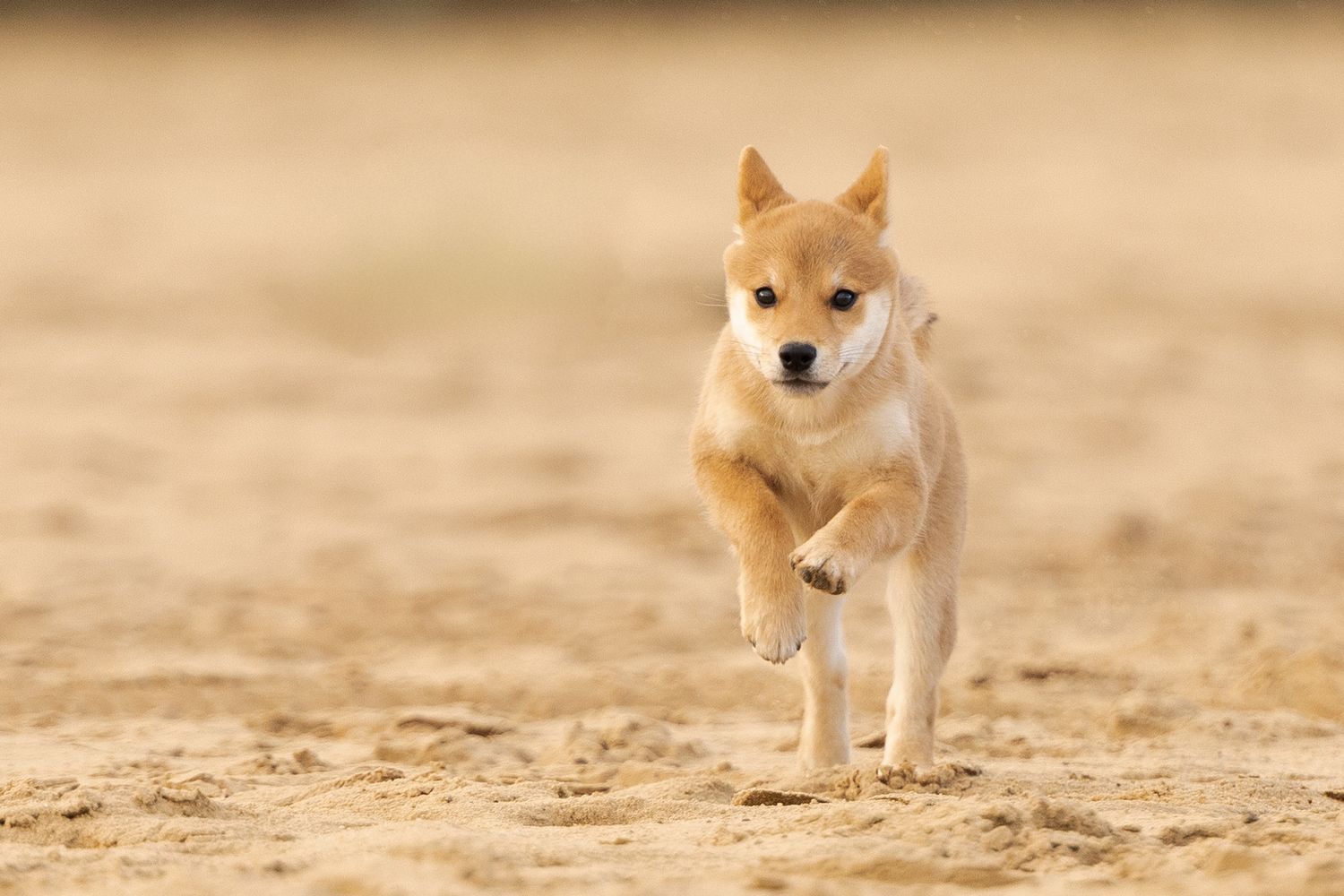 Een Shiba inu pup rent in volle vaart over de Loonse en Drunense duinen