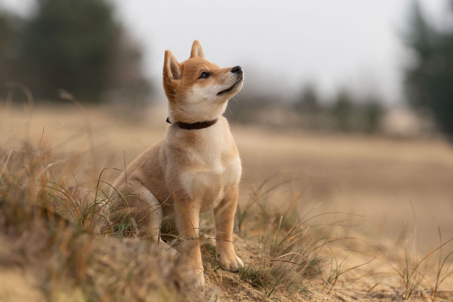 Zittende Shiba inu pup aandachtig omhoog kijkend in de Loonse en Drunense duinen
