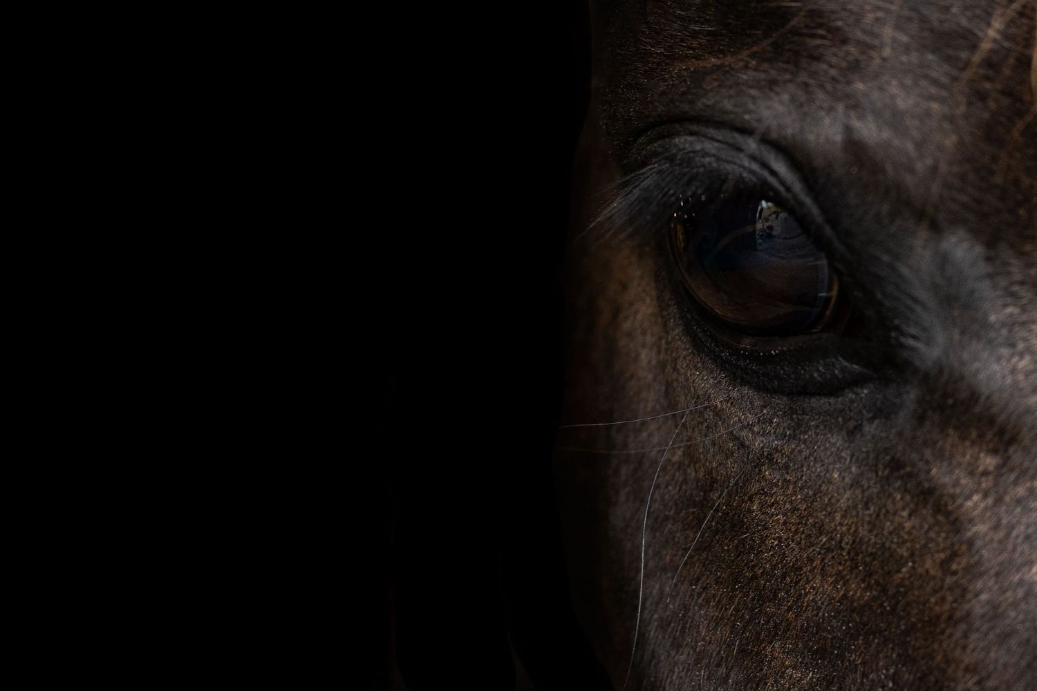Blackfoto close up van een paardenoog