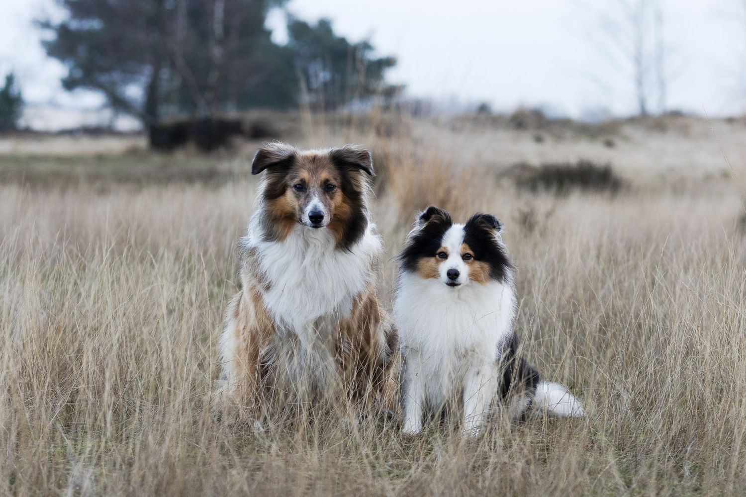 Collie en Shelty zittend poseren op de Loonse en Drunense duinen