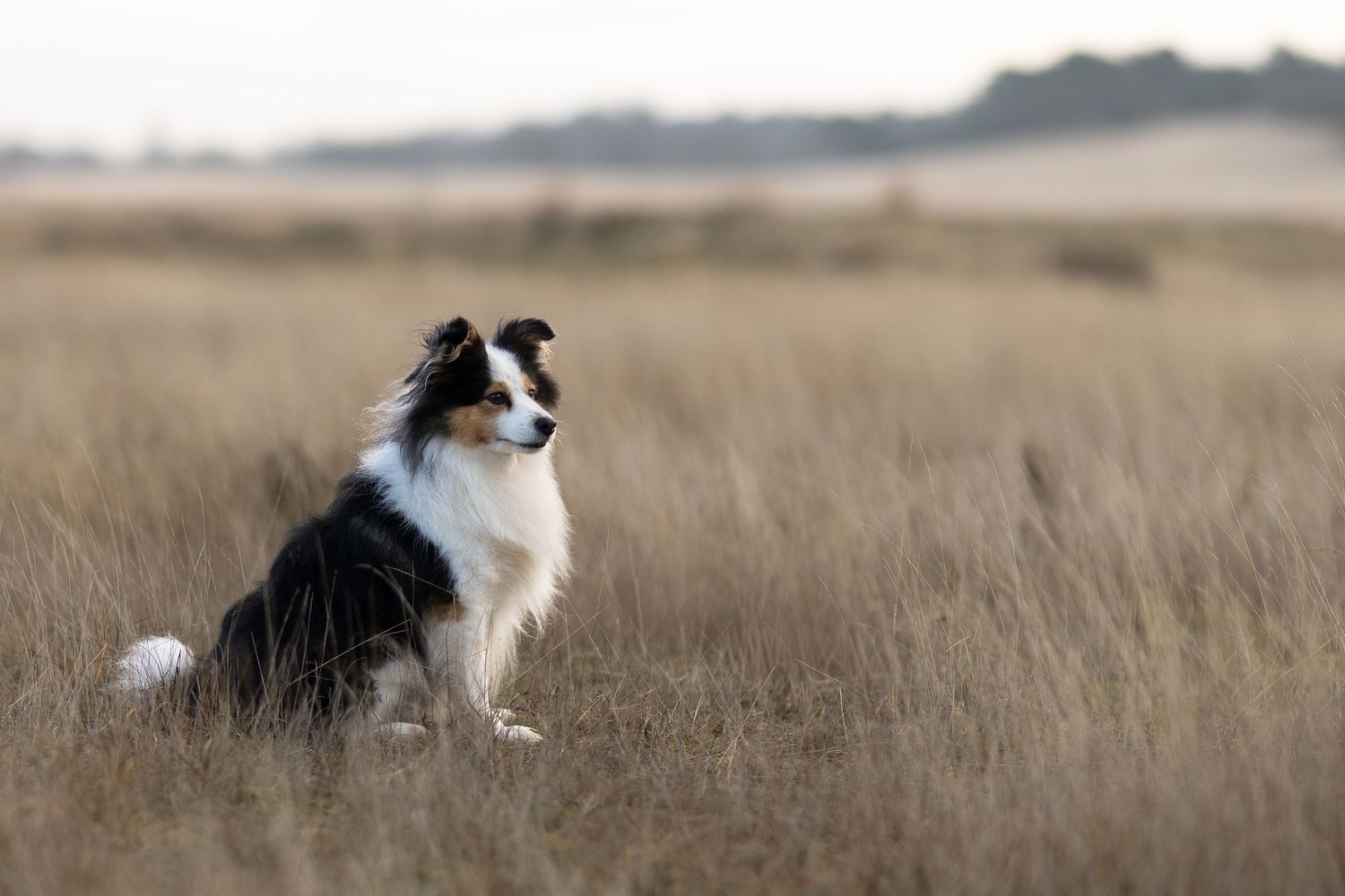Shelty zittend poseren op de Loonse en Drunense duinen