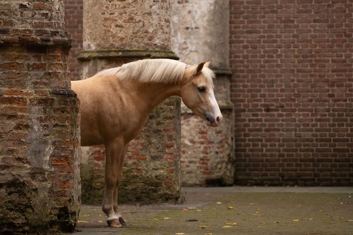 Een Palomino pony poserend in de Oude kerk in Dongen
