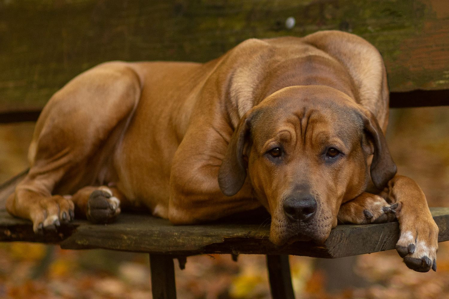 Tosa Inu teefje ontspannen liggend op een houten bankje in het bos