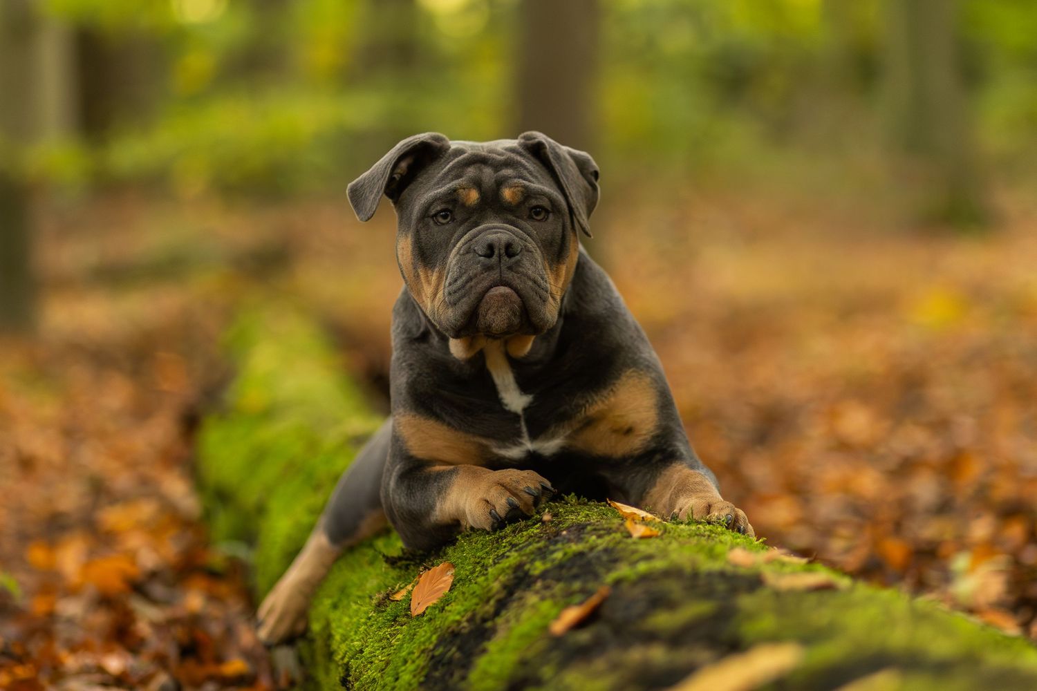 Blue Tri-color Old englisch Bulldog pup liggend op een boomstronk in een bos in herfstkleuren