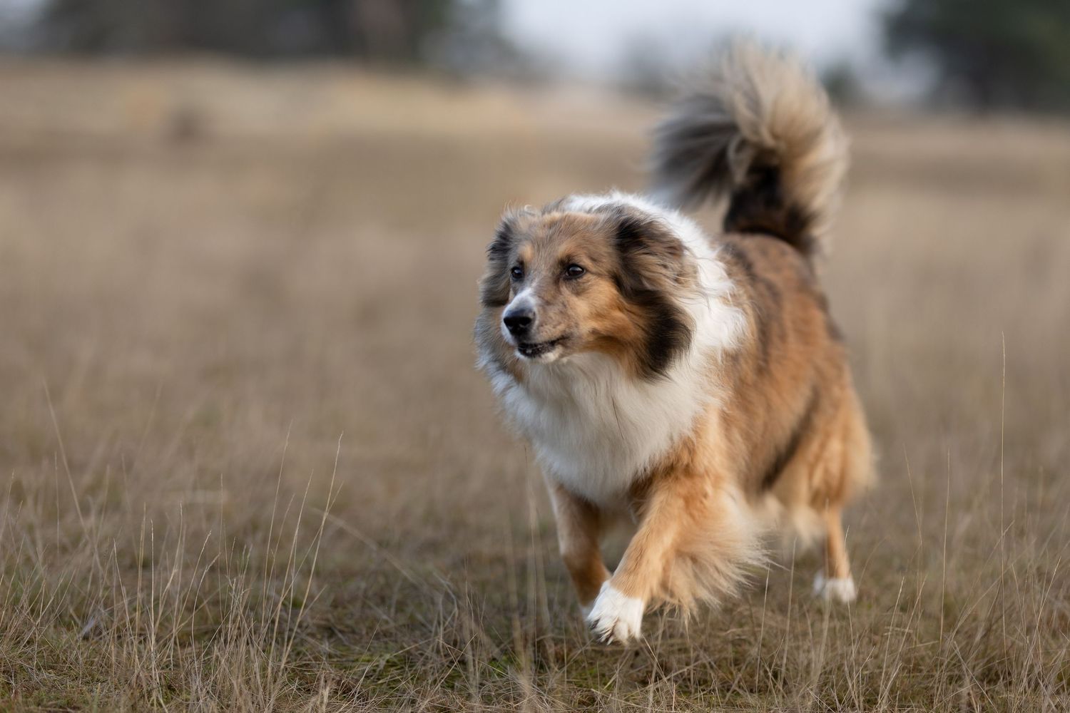 Collie dravend op op de Loonse en Drunense duinen