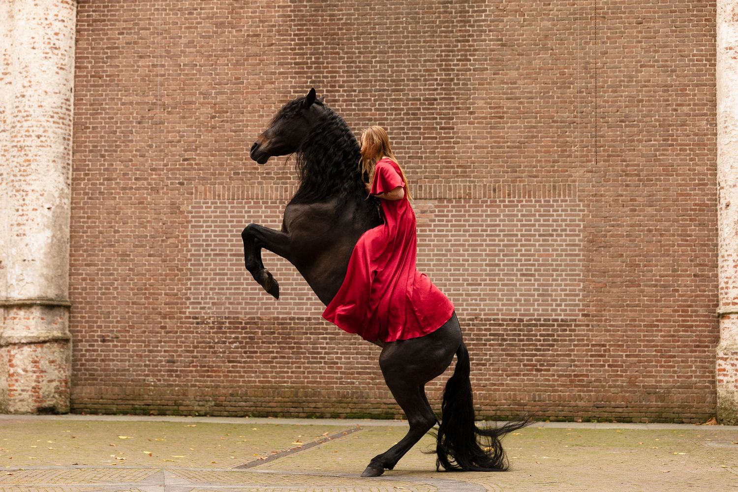 Spaanse merrie steigerend samen met eigenaresse in sjieke rode jurk in de oude kerk in Dongen