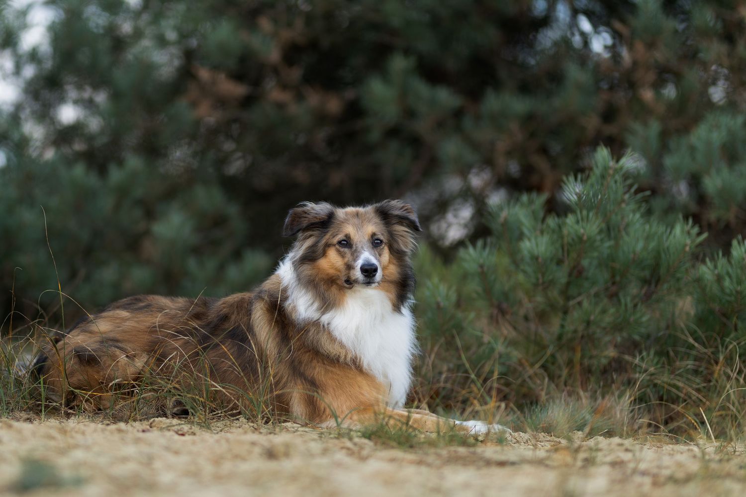 Collie liggend op de Loonse en Drunense duinen met naaldbomen op de achtergrond