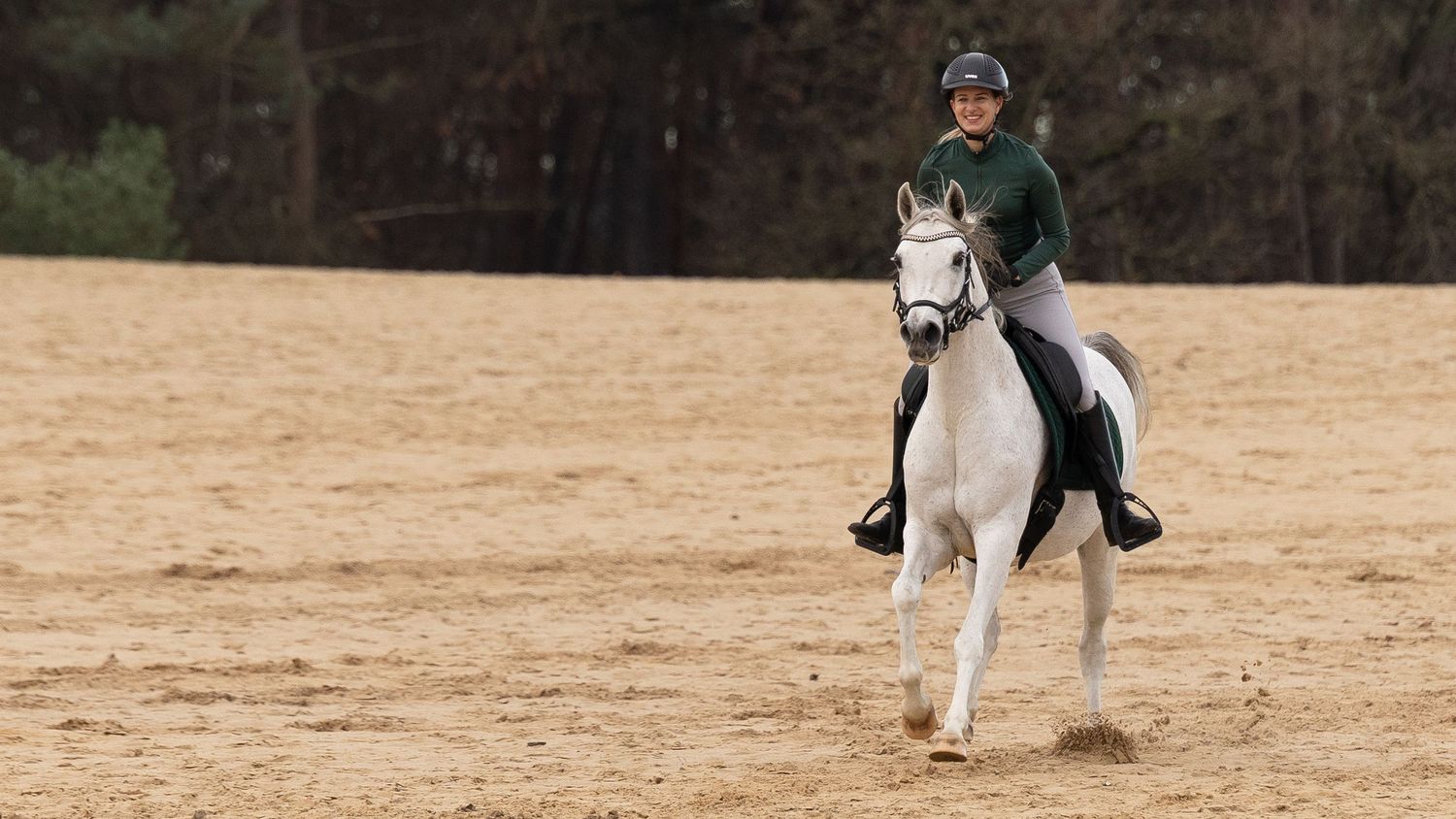 Arabische schimmel merrie samen met ruiter in galop over de Loonse en Drunnense duinen