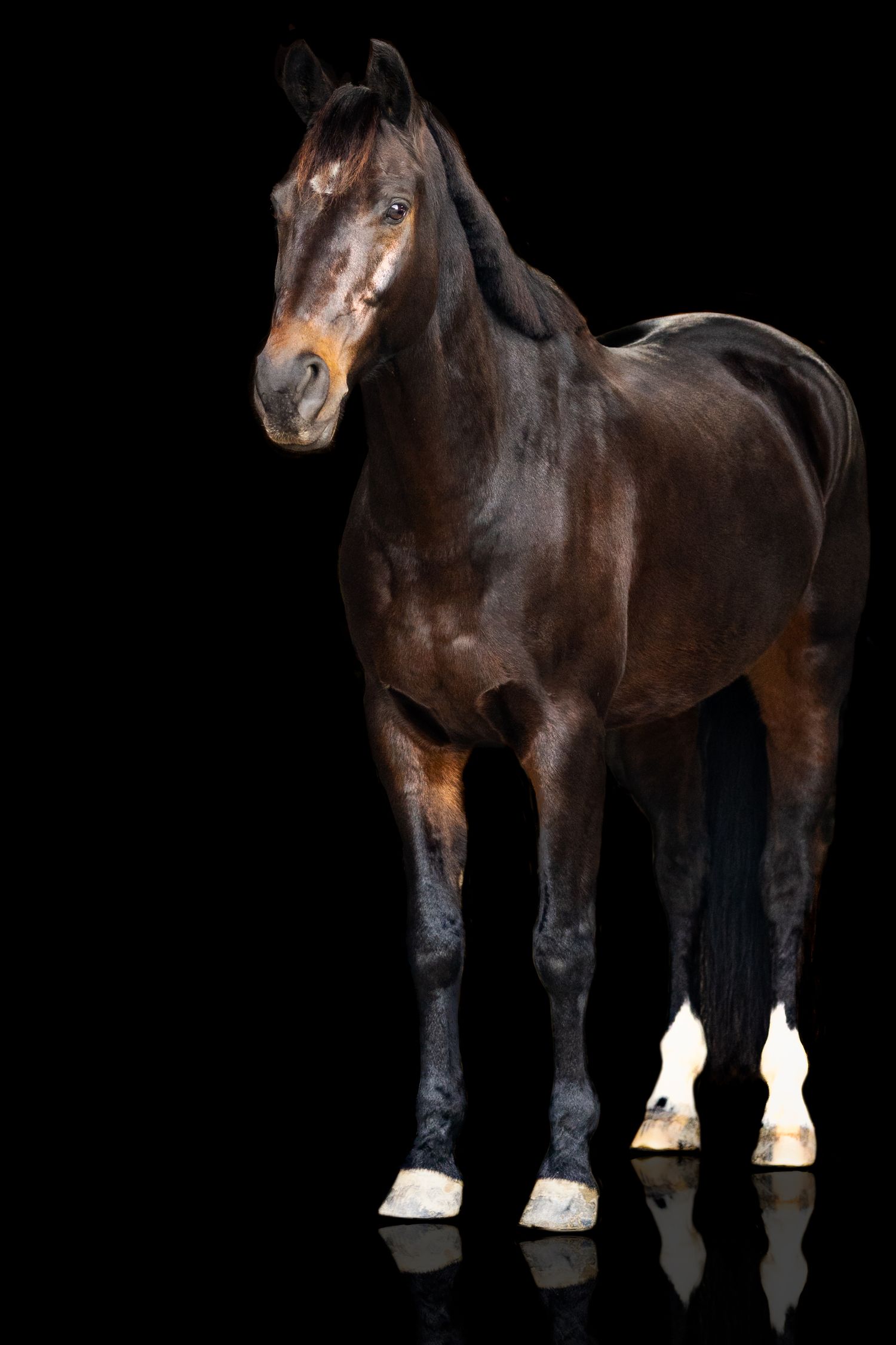 Blackfoto van een donker bruine kwpn ruin