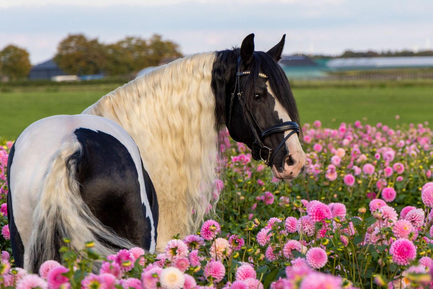 Homozygous Fabiano barock pinto hengst in een veld van Dahlia's, omkijkend naar de camera