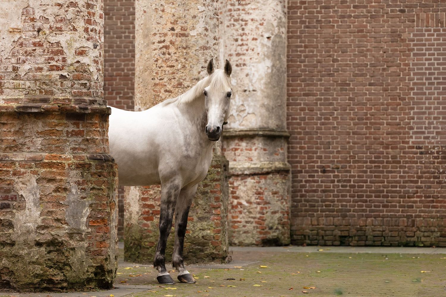 Een schimmel ruin poserend in de oude kerk in Dongen