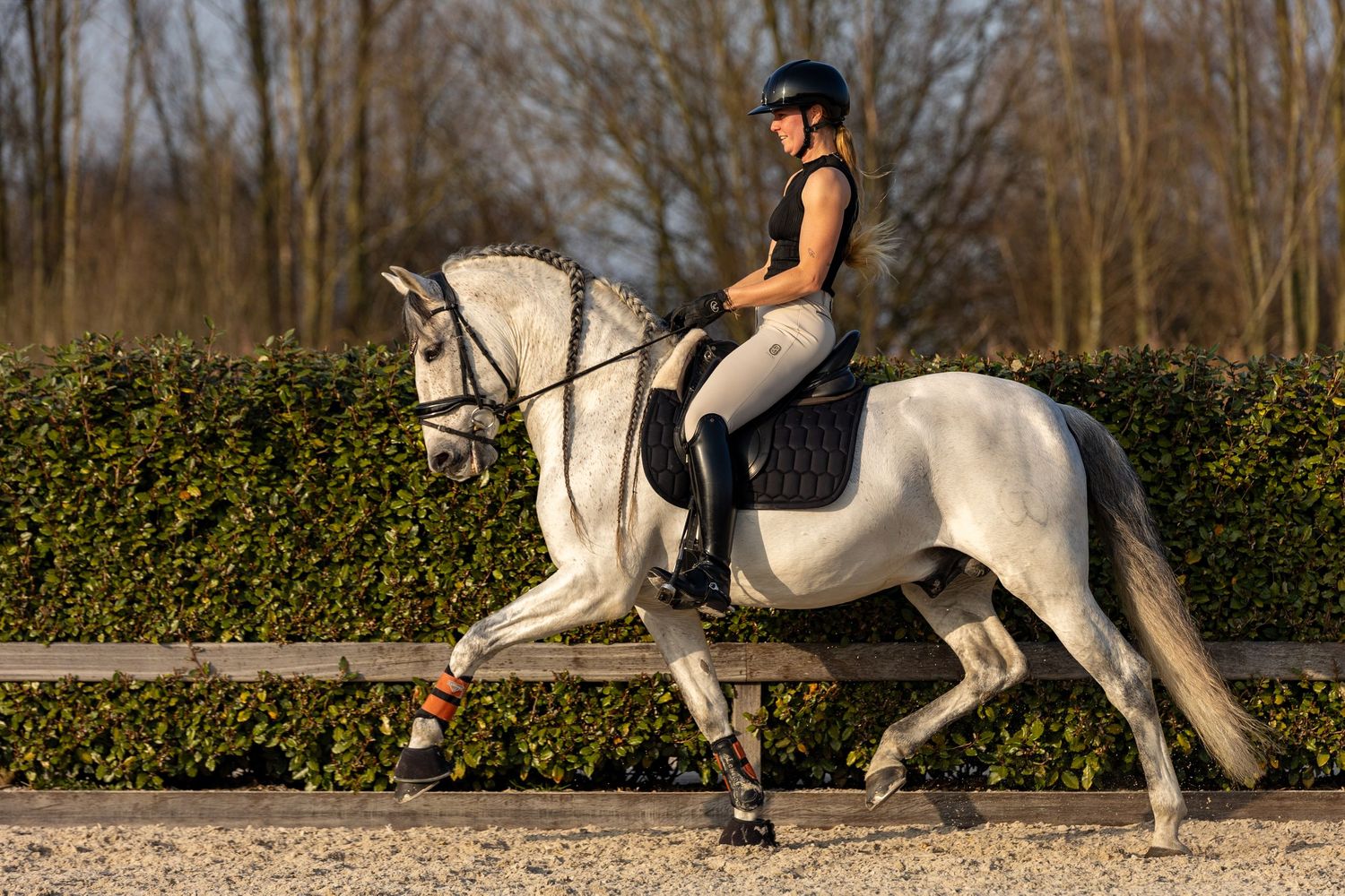 A rider in black attire performs dressage on a white horse in an outdoor arena surrounded by green hedges.