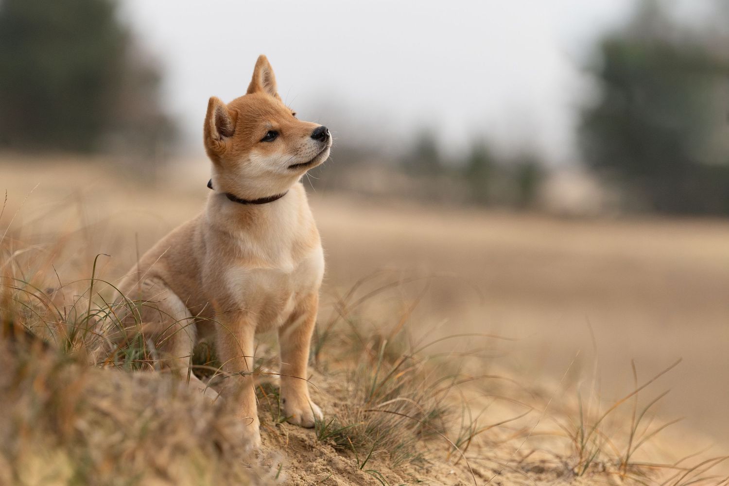 Zittende Shiba inu pup aandachtig omhoog kijkend in de Loonse en Drunense duinen
