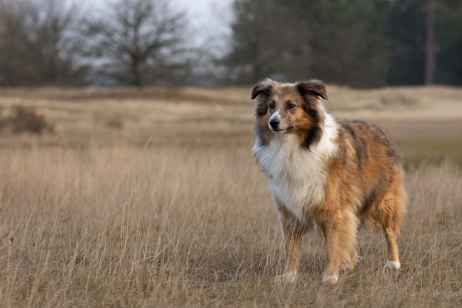 Collie staand poseren op de Loonse en Drunense duinen