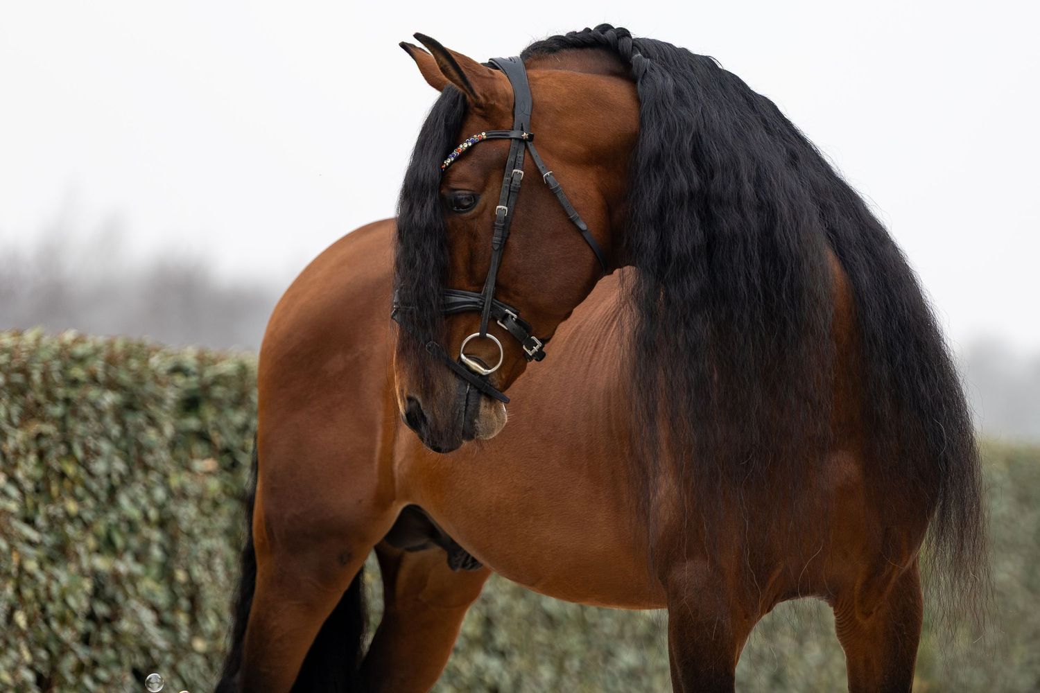 A majestic bay horse with a flowing black mane stands outdoors wearing a bridle, set against a misty green hedge backdrop.