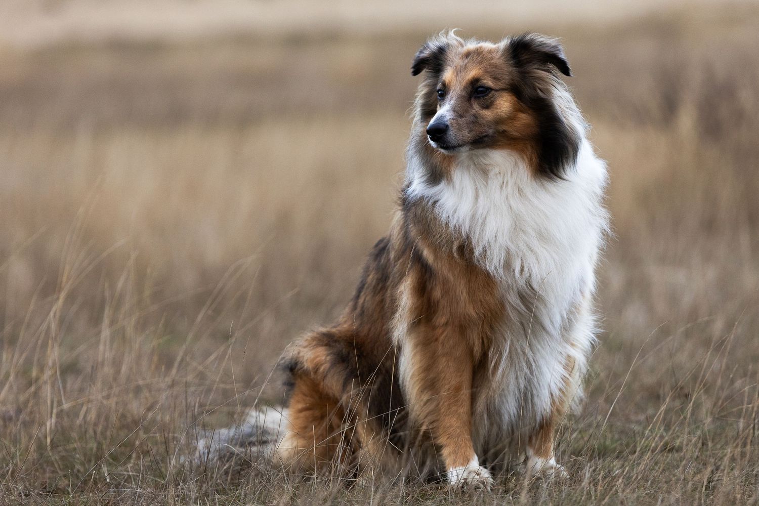 Collie zittend poseren op de Loonse en Drunense duinen