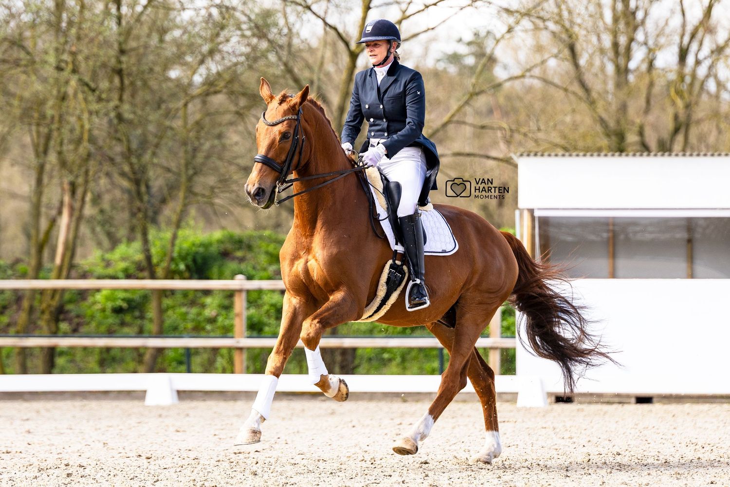 A rider in blue jacket and white breeches performs dressage on a chestnut horse in an outdoor arena.
