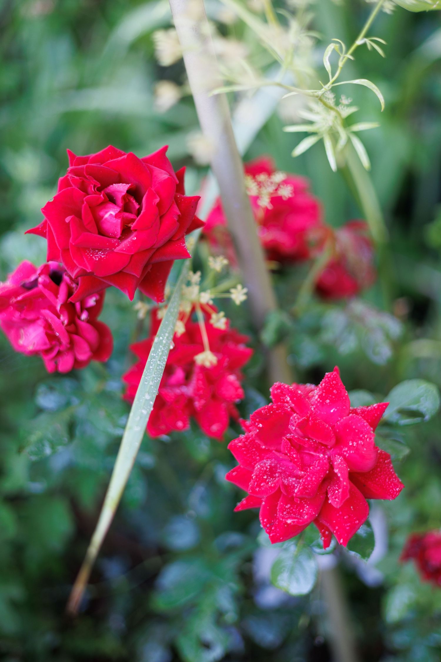 Vibrant red roses blooming in a garden with green foliage in the background.