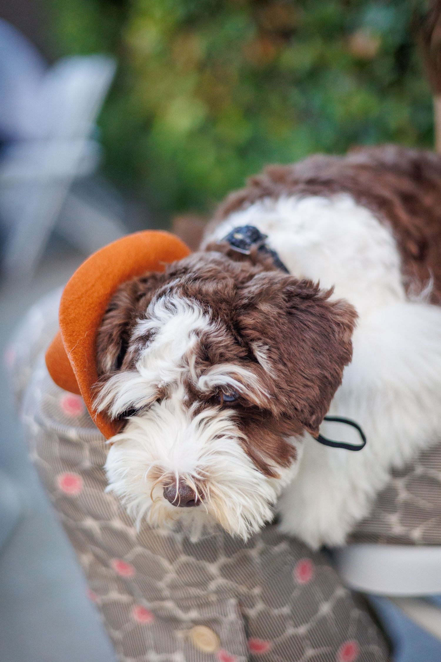 Brown and white dog wearing an orange beanie resting on a patterned cushion.