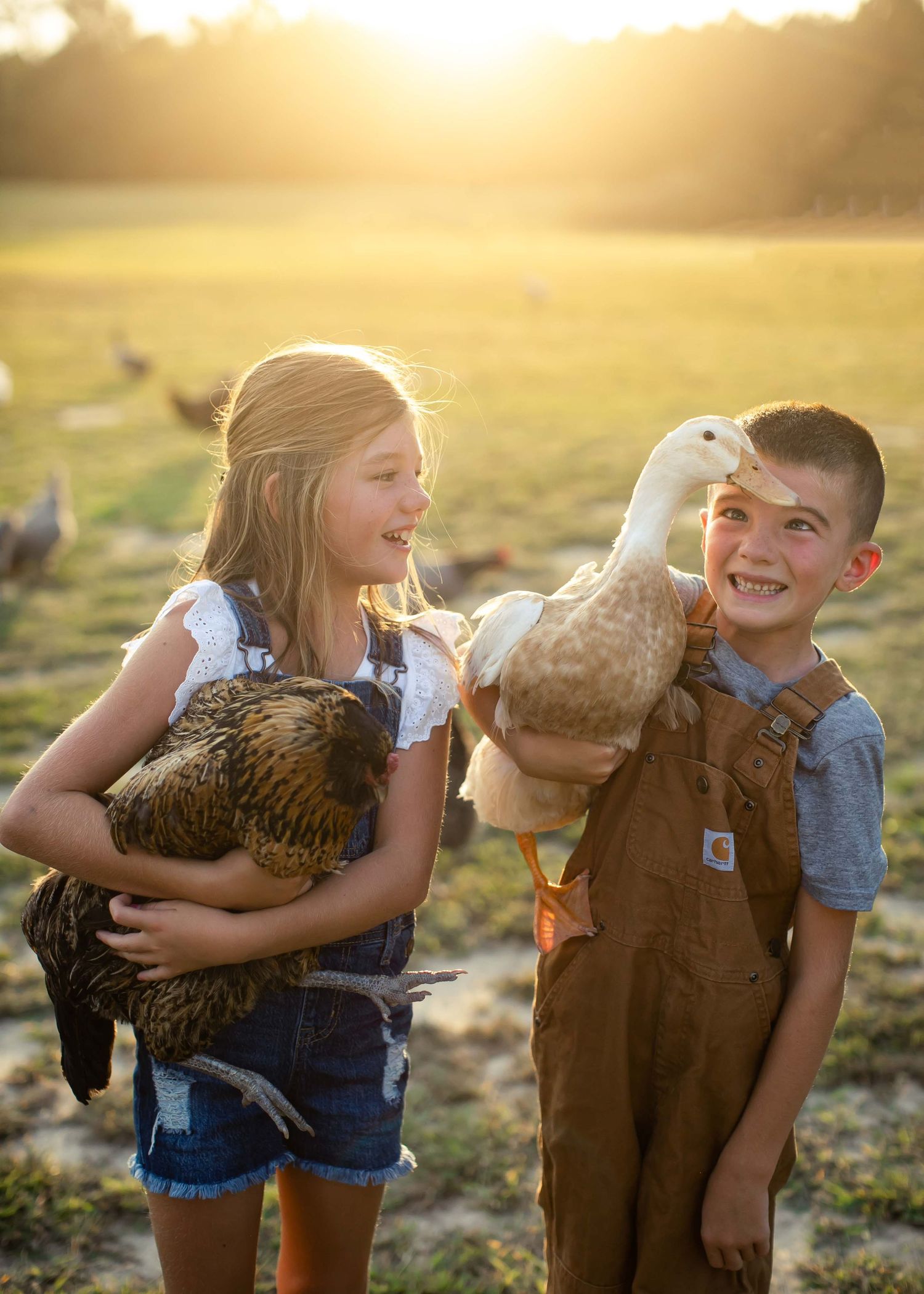 Children in overalls share joyful moments with chickens in a golden sunset field.