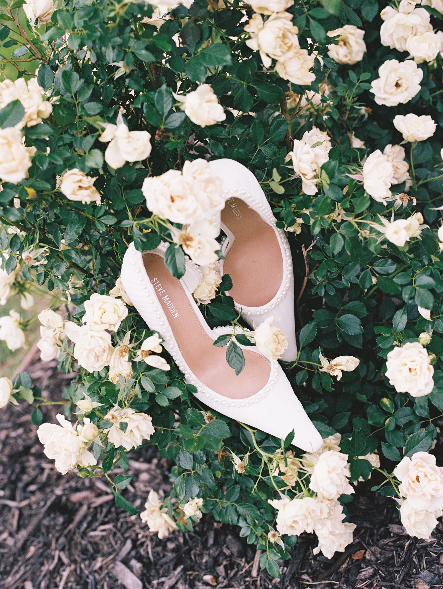 White bridal heels nestled among blooming cream roses and lush green foliage in a romantic garden setting.