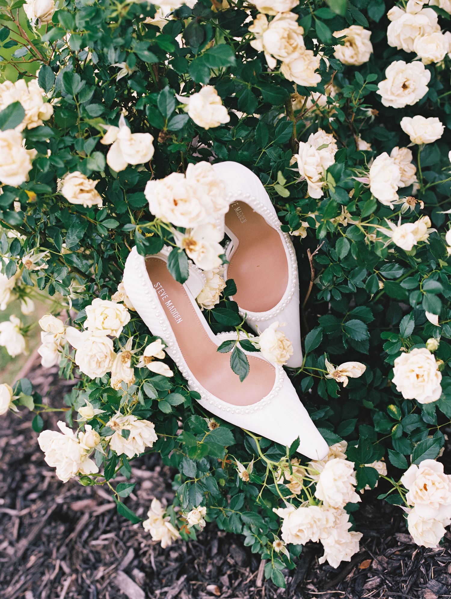 White bridal heels resting among blooming cream roses and green leaves in a garden setting.
