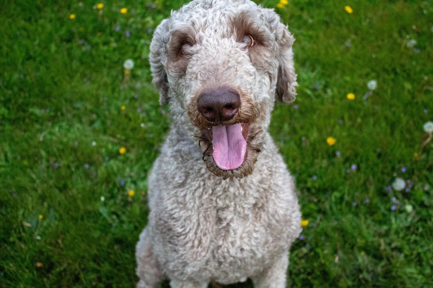 A happy Labradoodle dog with curly cream-colored fur sits in green grass with yellow flowers in the background.