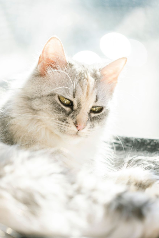 A fluffy gray and white cat with green eyes resting peacefully in soft light near a bright window.