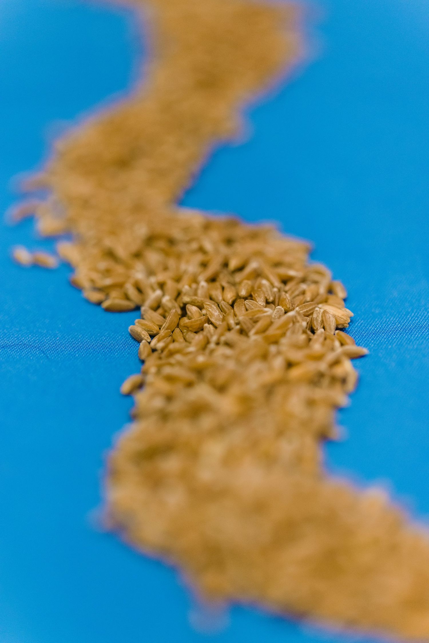 A trail of golden wheat grains arranged in a wavy line on a vibrant blue background, with shallow depth of field.