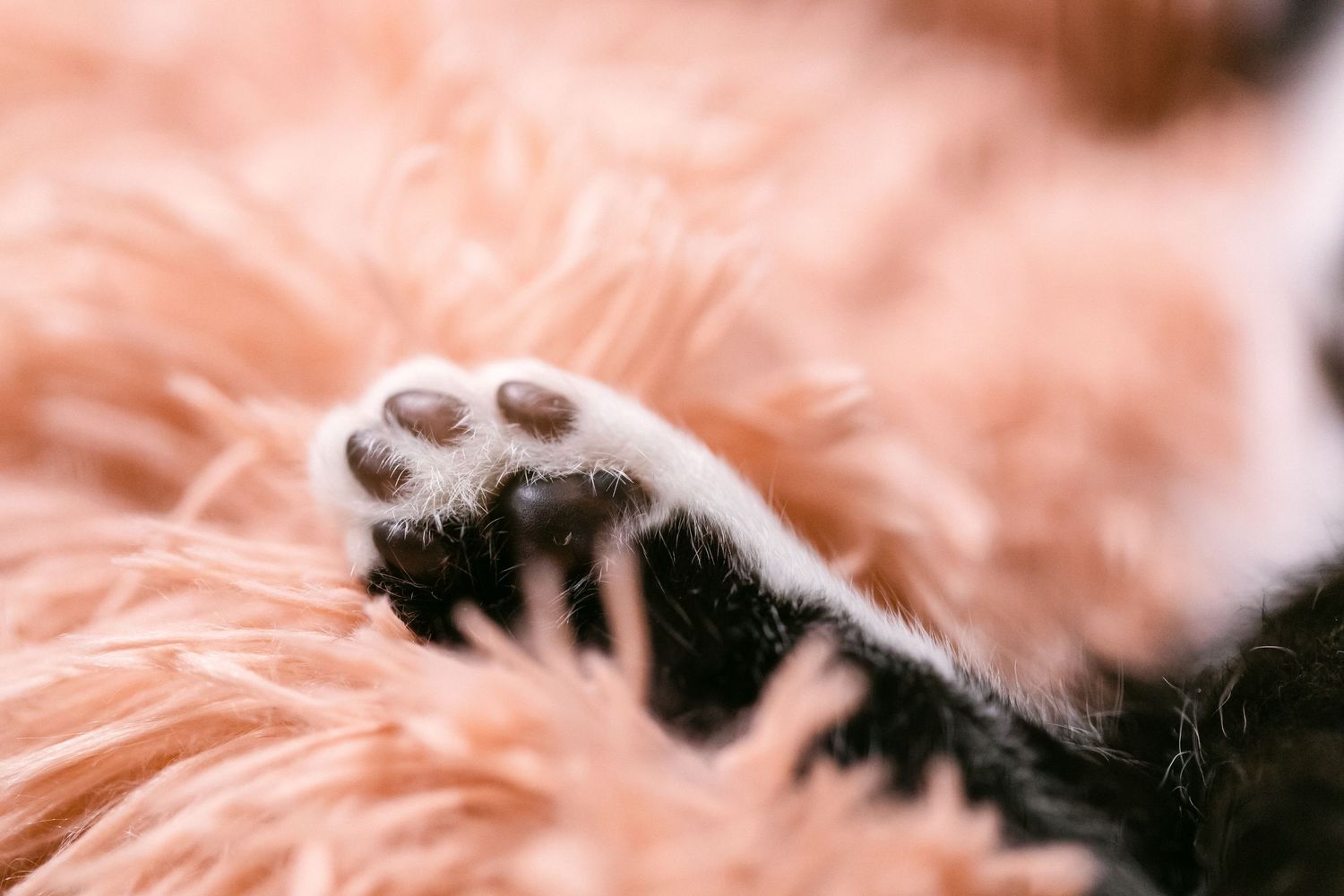 Close-up of a cat paw with pink toe beans resting on fluffy orange fur.