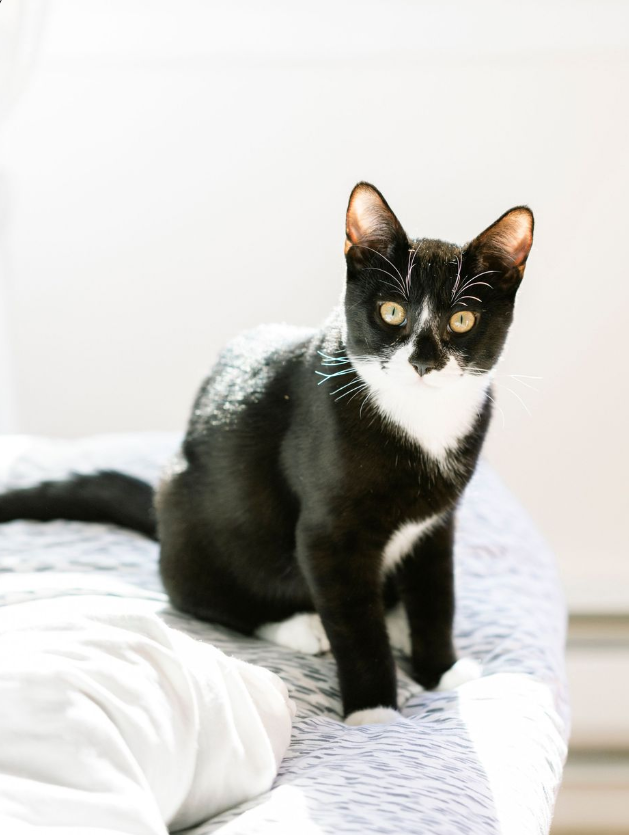 A black and white tuxedo cat sitting upright on a bed with white and gray bedding, looking directly at the camera.