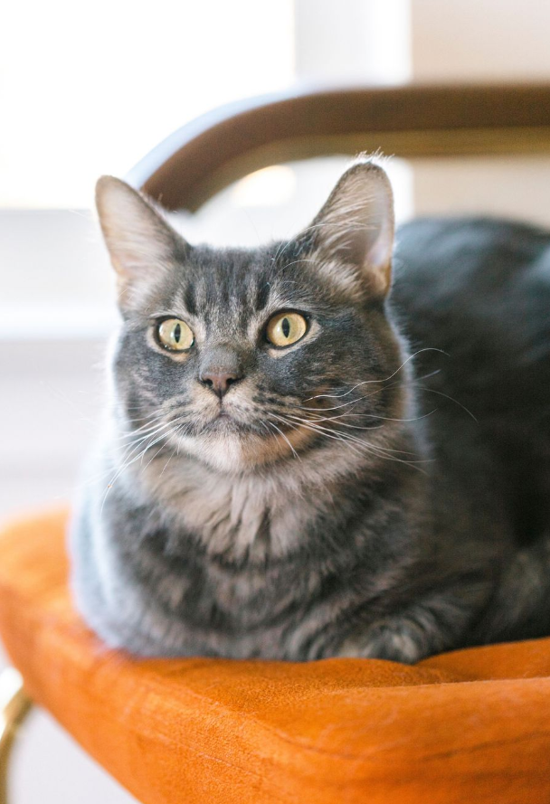 A gray tabby cat with yellow-green eyes sits on an orange cushioned chair, looking directly at the camera.
