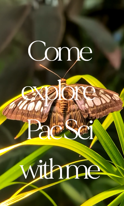 A large butterfly with brown patterned wings rests on bright green leaves with text reading Come explore PacSci with me.