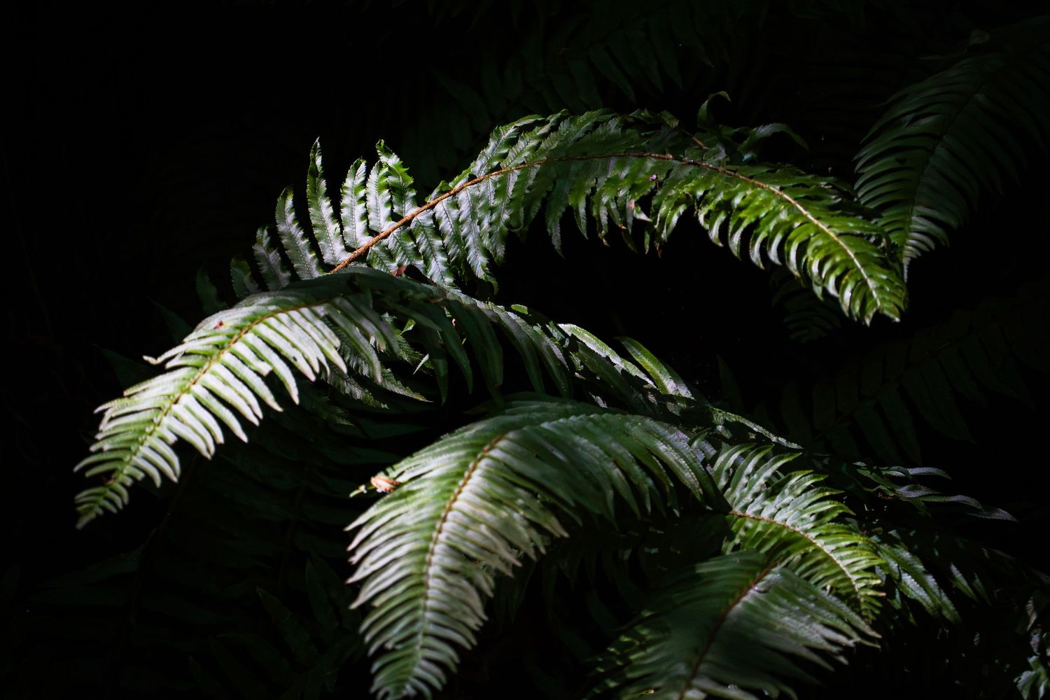 Close-up of a lush, green fern leaf, used as a brand accent for Rooted Moments photography.
