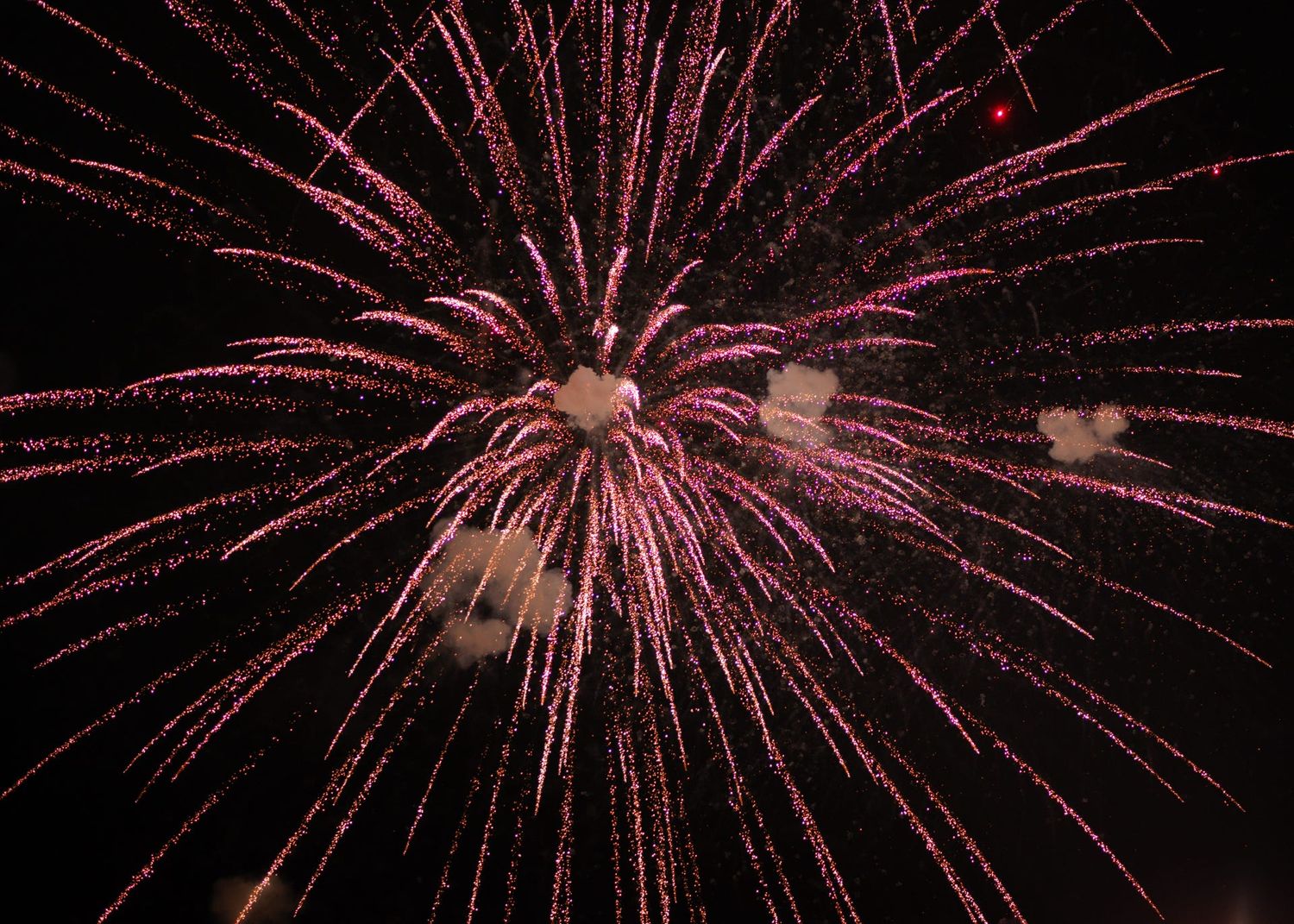 Vibrant pink fireworks exploding against a dark night sky in a dazzling display.