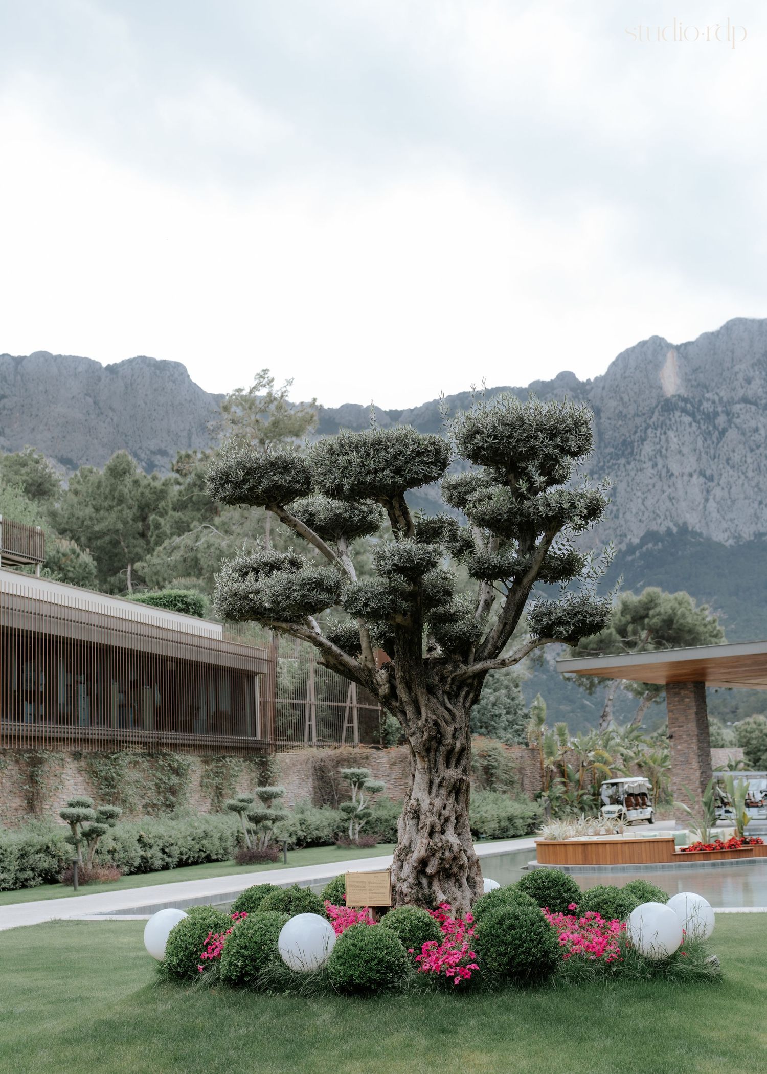 Ornamental cloud-pruned tree surrounded by pink flowers and topiary shrubs, with mountain backdrop at an elegant resort garden.