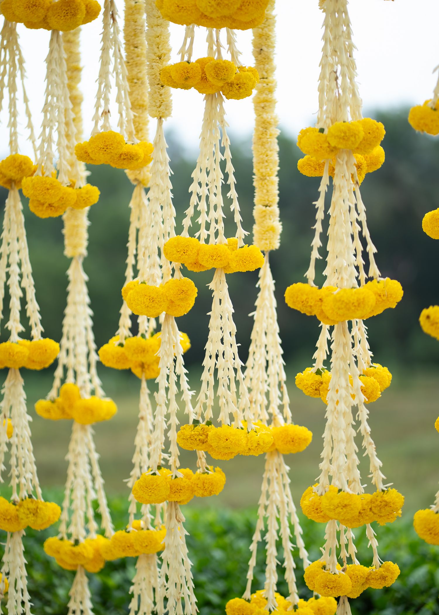 Hanging yellow marigold garlands with white string creating an elegant outdoor wedding decoration.