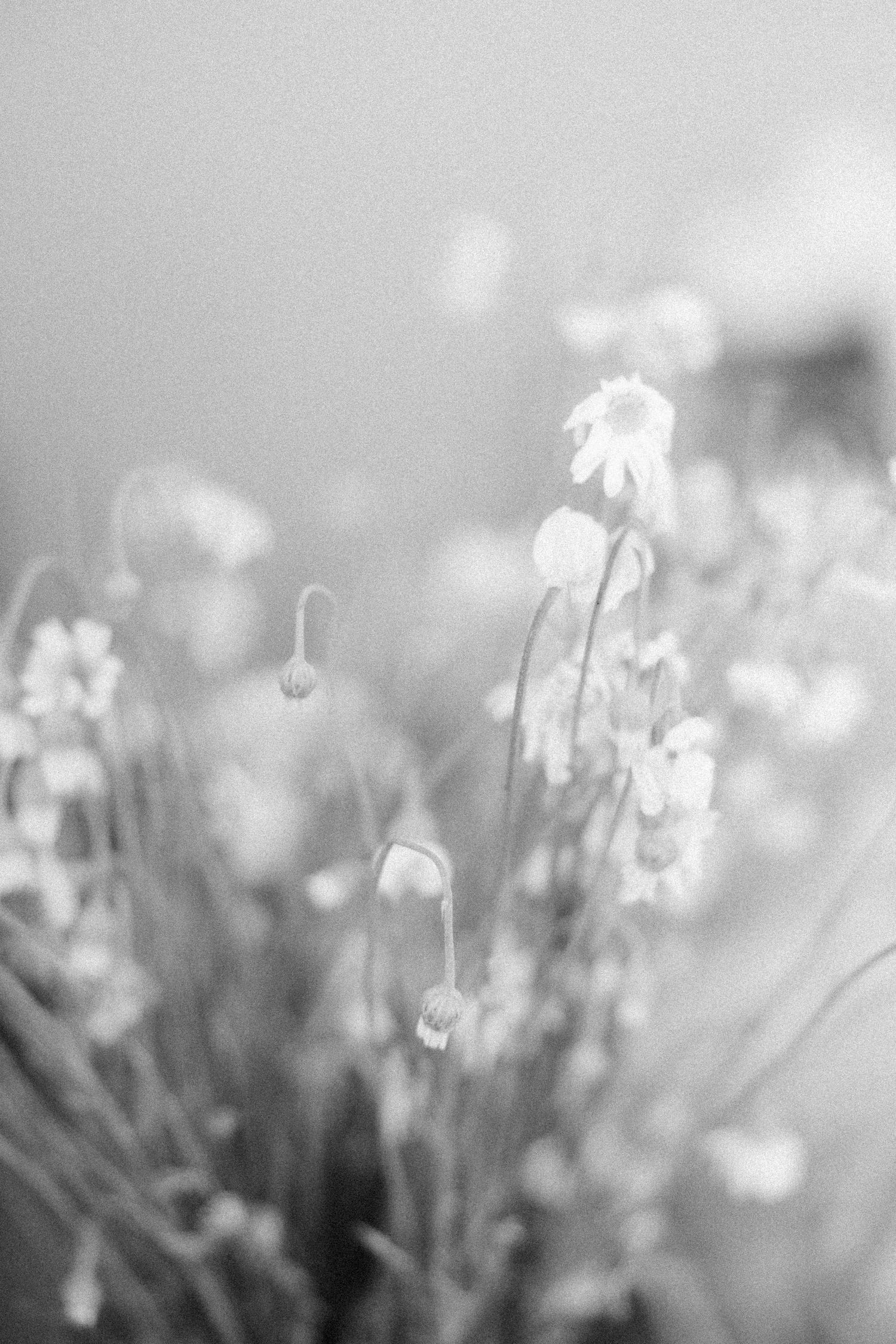 Delicate white flowers in soft focus creating a dreamy, ethereal background.