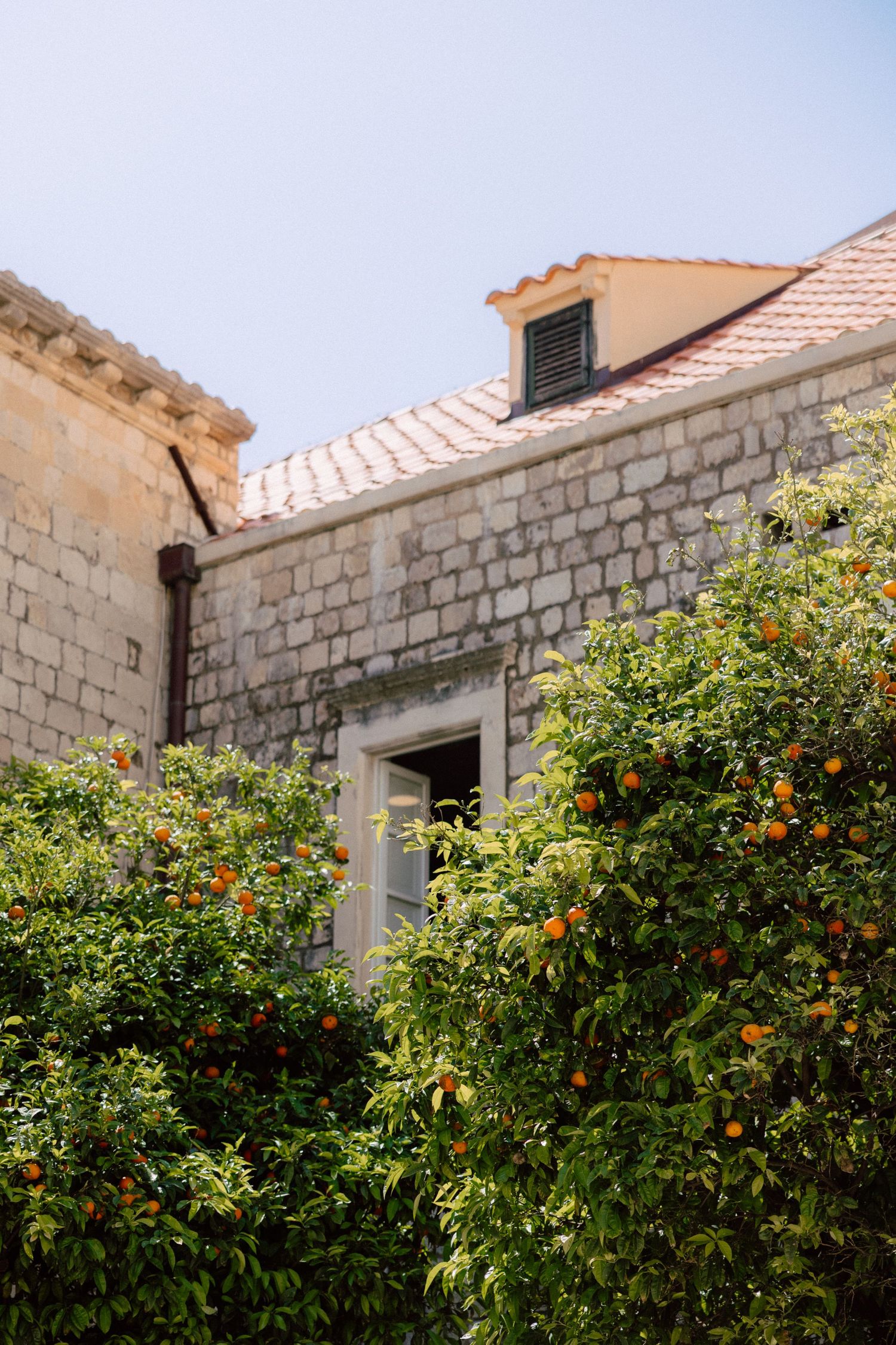 Stone buildings with orange citrus trees growing against white walls under blue sky  in Dubrovnik, Croatia.