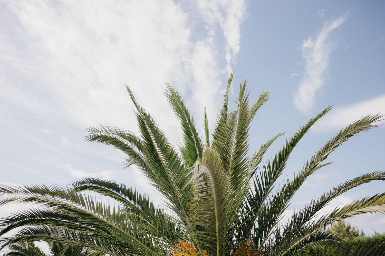 Palm tree fronds against bright blue sky in tropical setting.