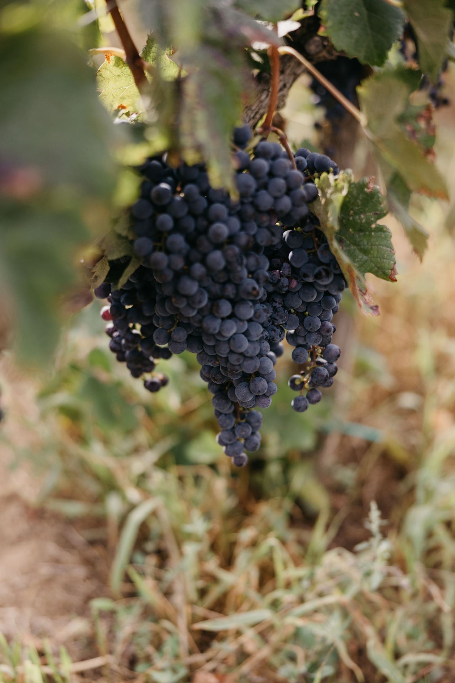 Close up of ripe purple wine grapes hanging on the vine in Italy.