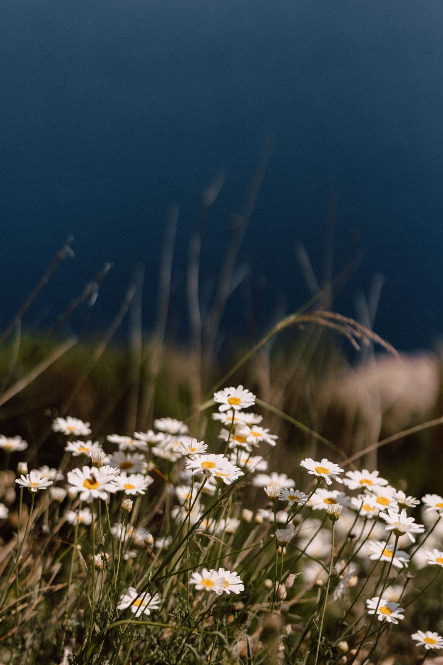 Wild daisies growing against dark background in soft focus.