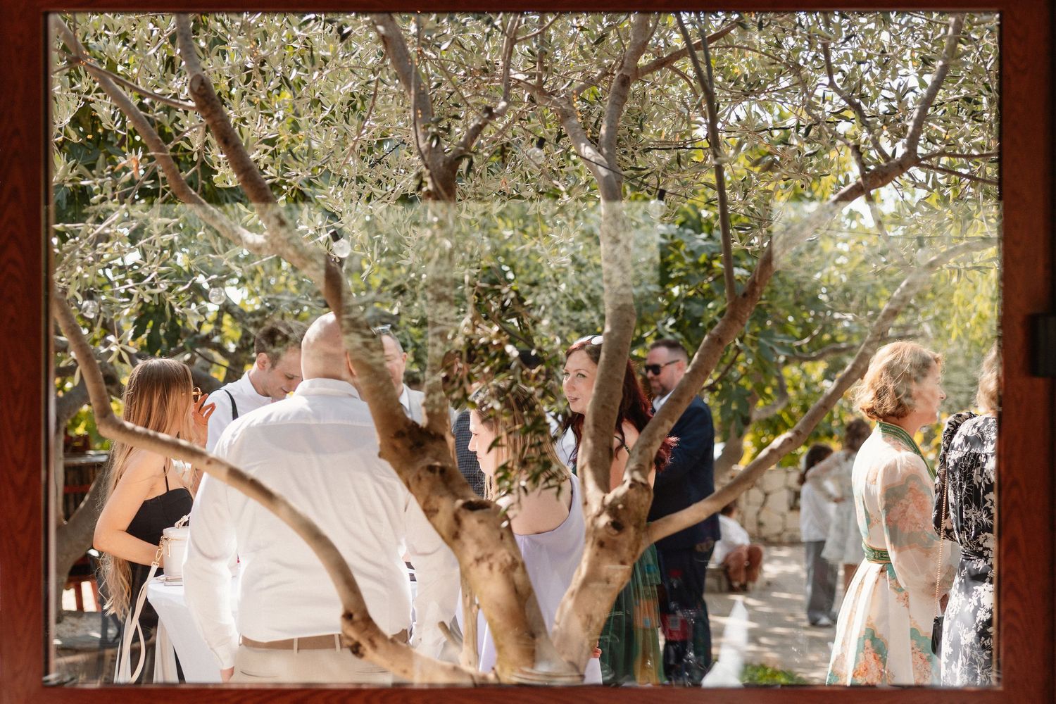 Wedding celebration scene under olive trees with white-dressed guests.