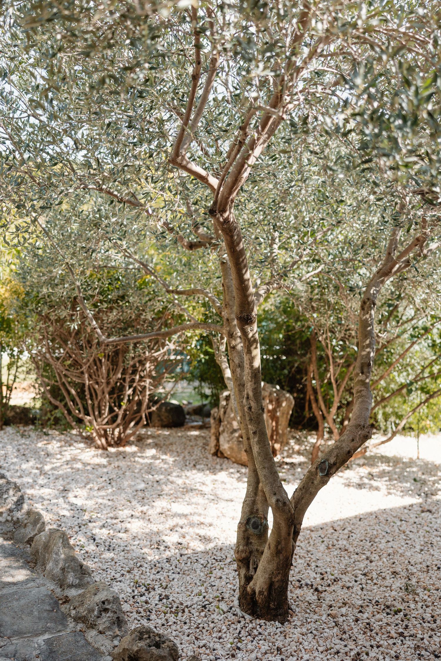 Olive trees growing in a sunlit Mediterranean garden with pebbled ground.