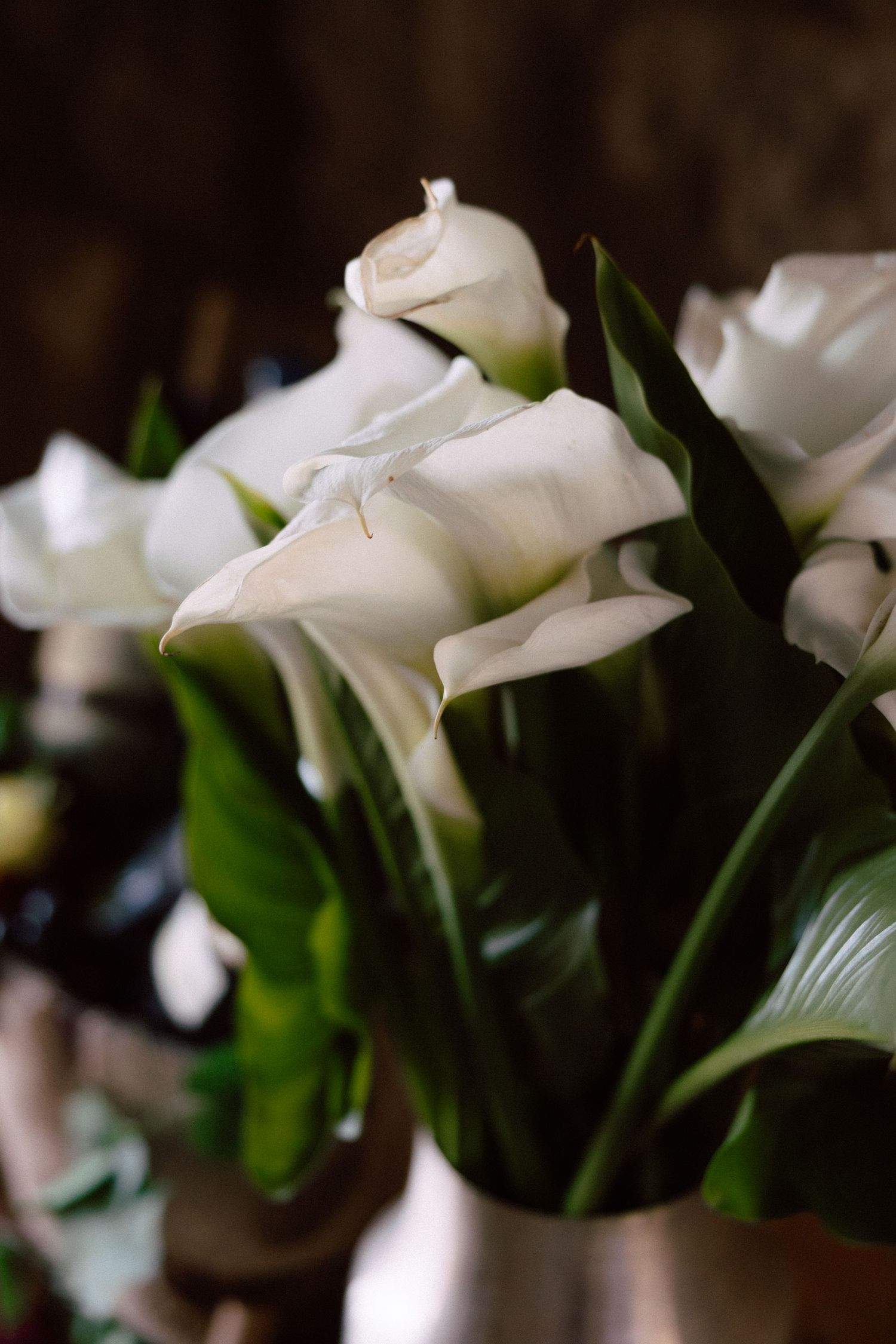 Elegant white calla lilies with dark green leaves in soft focus.